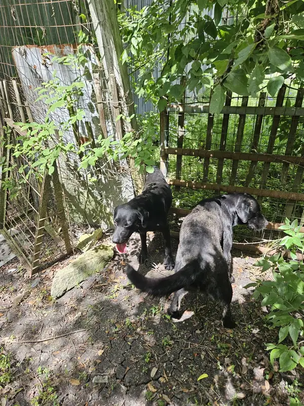 Chadwick and Diesel by the fence line