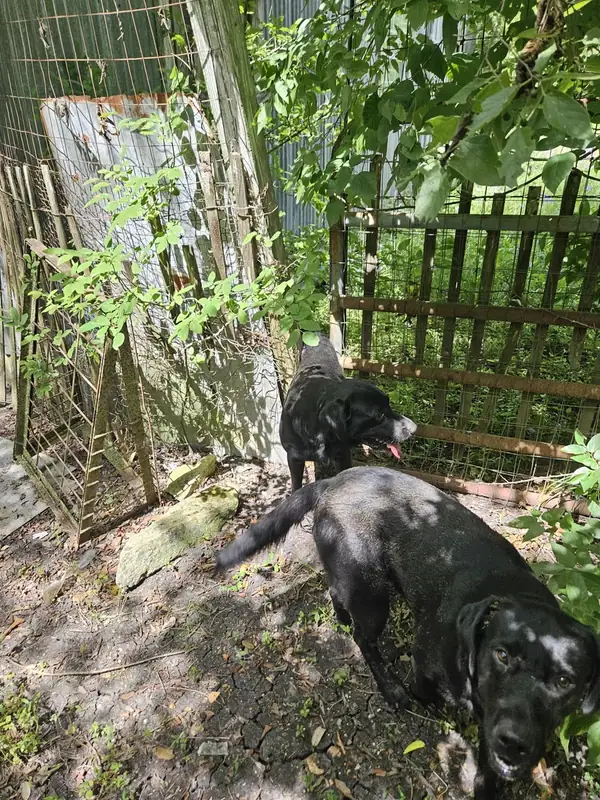Chadwick and Diesel exploring