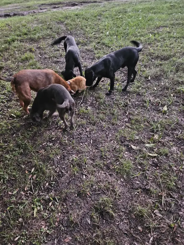 The whole pack noses-down in the field