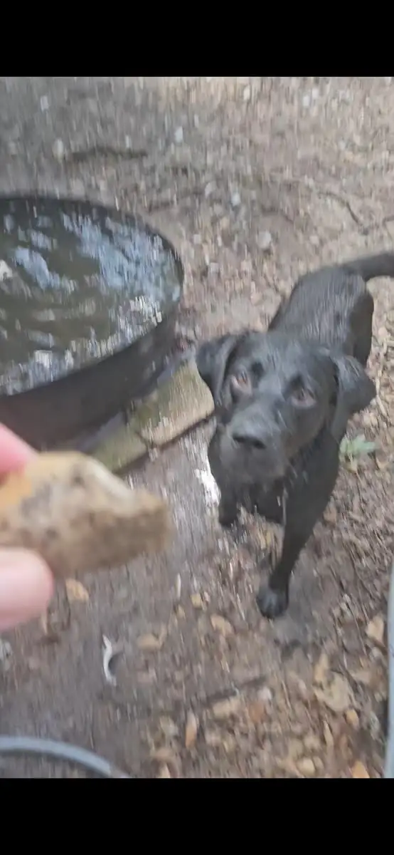 Black Lab cooling off on a hot day